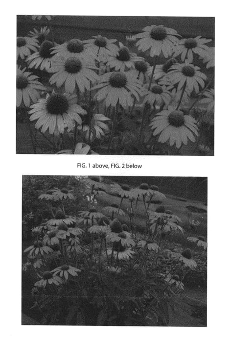 Figure 1 of US plant patent PP26110, the photograph of Dixie Scarlet printed in the patent.