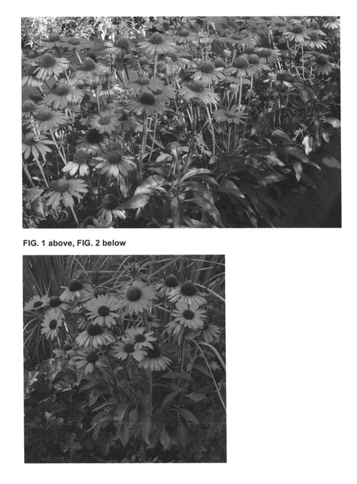 Figure 1 of US plant patent PP26111, the photograph of Dixie Belle printed in the patent.