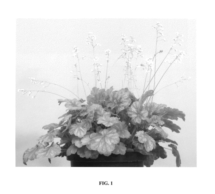 Figure 1 of US plant patent PP26112, the photograph of Pretty Perrine printed in the patent.