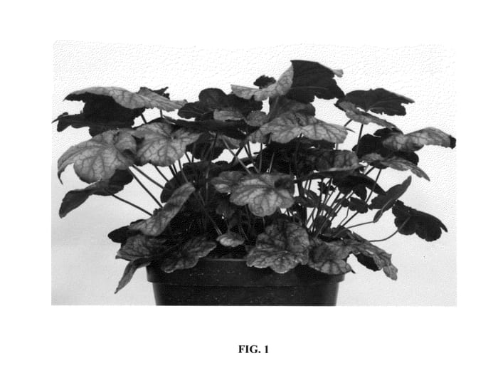 Figure 1 of US plant patent PP26113, the photograph of DELA 105 printed in the patent.