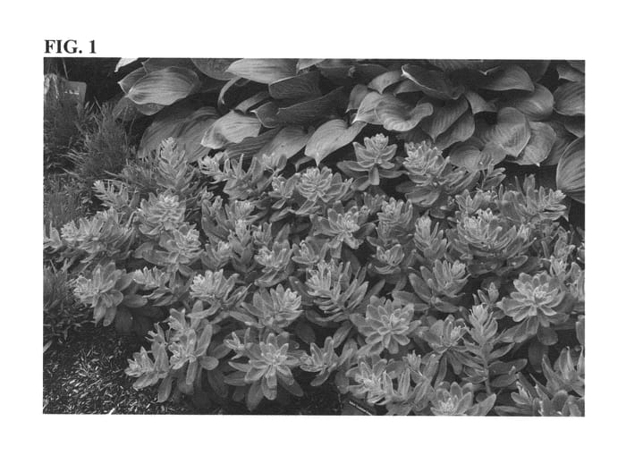Figure 1 of US plant patent PP26114, the photograph of Touchdown Breeze printed in the patent.