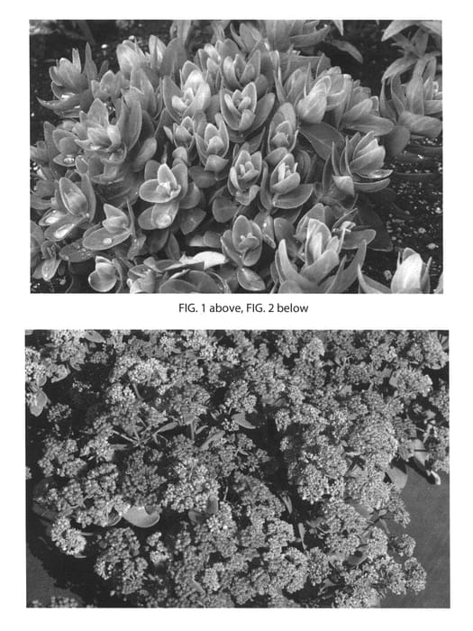 Figure 1 of US plant patent PP26115, the photograph of Touchdown Jade printed in the patent.
