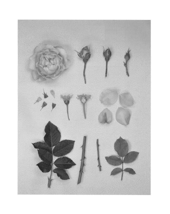 Figure 1 of US plant patent PP26116, the photograph of KORmelaus printed in the patent.