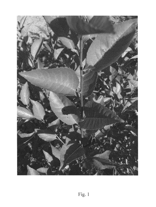 Figure 1 of US plant patent PP26117, the photograph of Gi14813 printed in the patent.