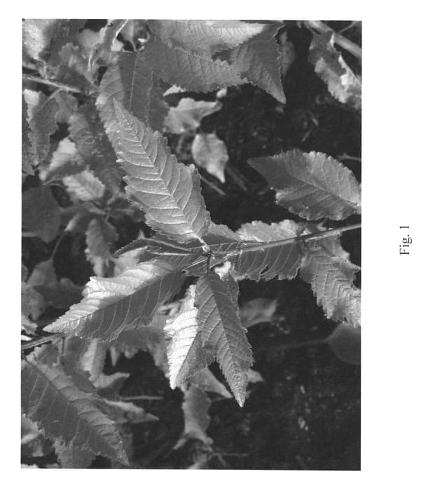 Figure 1 of US plant patent PP26118, the photograph of Gi31817 printed in the patent.