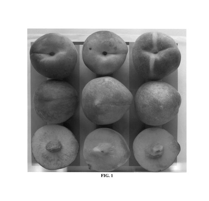 Figure 1 of US plant patent PP26119, the photograph of TexFirst printed in the patent.