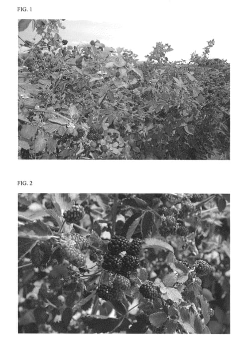 Figure 1 of US plant patent PP26120, the photograph of Osage printed in the patent.