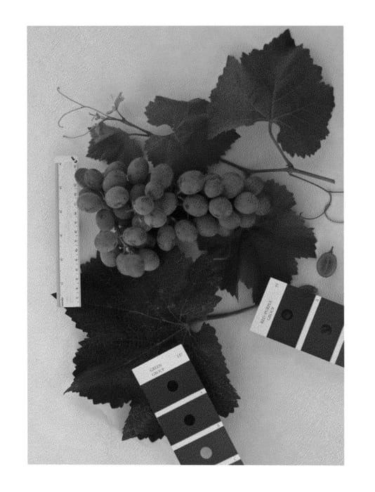 Figure 1 of US plant patent PP26121, the photograph of IFG Nineteen printed in the patent.