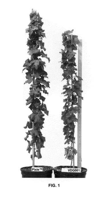 Figure 1 of US plant patent PP26122, the photograph of VDG001 printed in the patent.