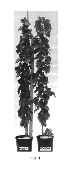 Figure 1 of US plant patent PP26123, the photograph of VDG002 printed in the patent.