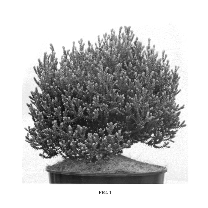 Figure 1 of US plant patent PP26124, the photograph of Versent printed in the patent.