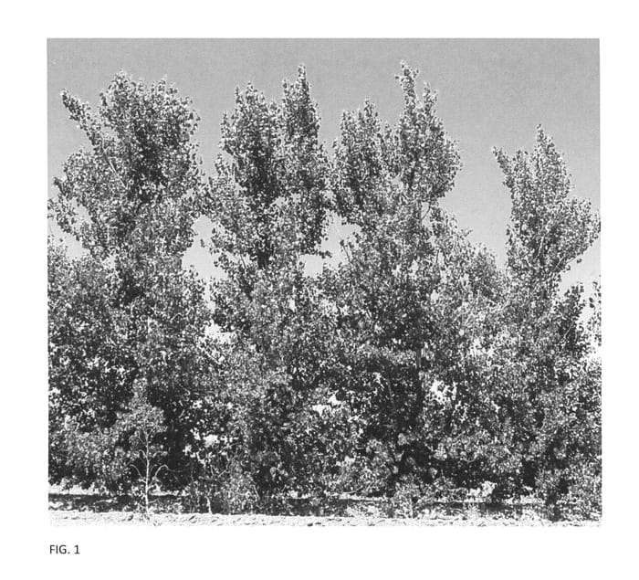 Figure 1 of US plant patent PP26125, the photograph of RRR Yellow printed in the patent.