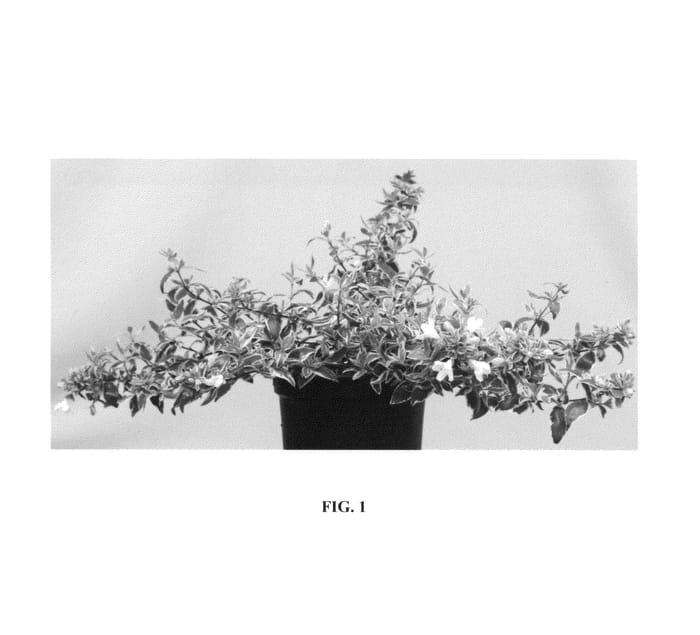 Figure 1 of US plant patent PP26126, the photograph of Wevo1 printed in the patent.