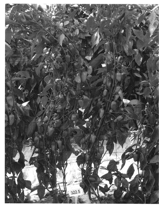 Figure 1 of US plant patent PP26127, the photograph of SLP2B322 printed in the patent.