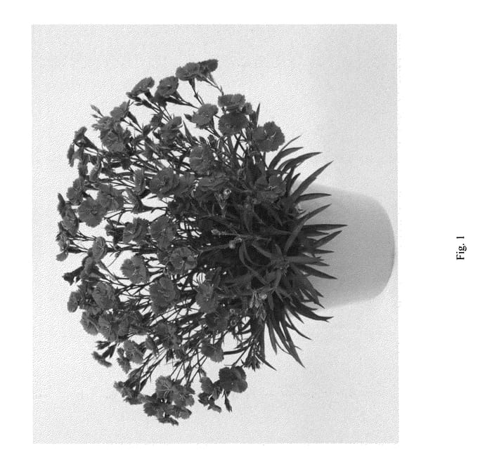 Figure 1 of US plant patent PP26128, the photograph of DIANMAGENT printed in the patent.
