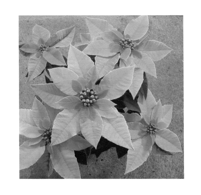 Figure 1 of US plant patent PP26129, the photograph of RFAM440 printed in the patent.