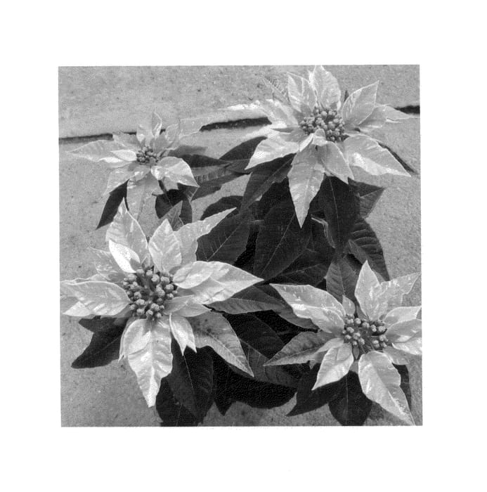 Figure 1 of US plant patent PP26130, the photograph of RFAM441 printed in the patent.