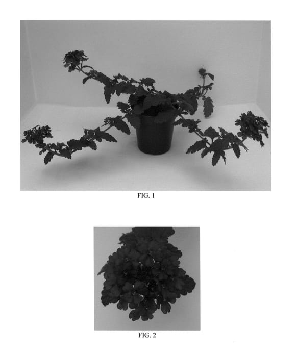 Figure 1 of US plant patent PP26131, the photograph of Balendakle printed in the patent.