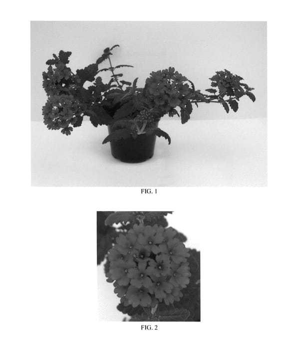 Figure 1 of US plant patent PP26132, the photograph of Balendred printed in the patent.