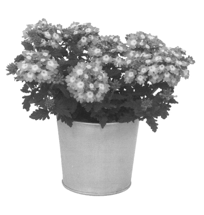 Figure 1 of US plant patent PP26133, the photograph of KLEVP12431 printed in the patent.