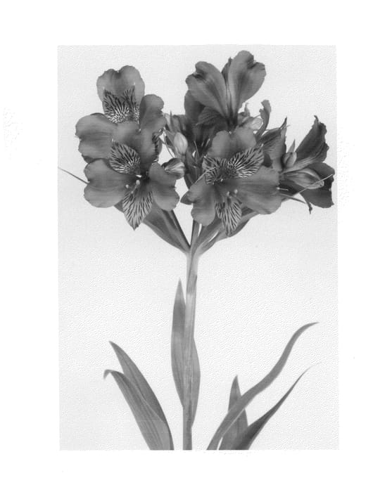 Figure 1 of US plant patent PP26134, the photograph of Zalsatista printed in the patent.