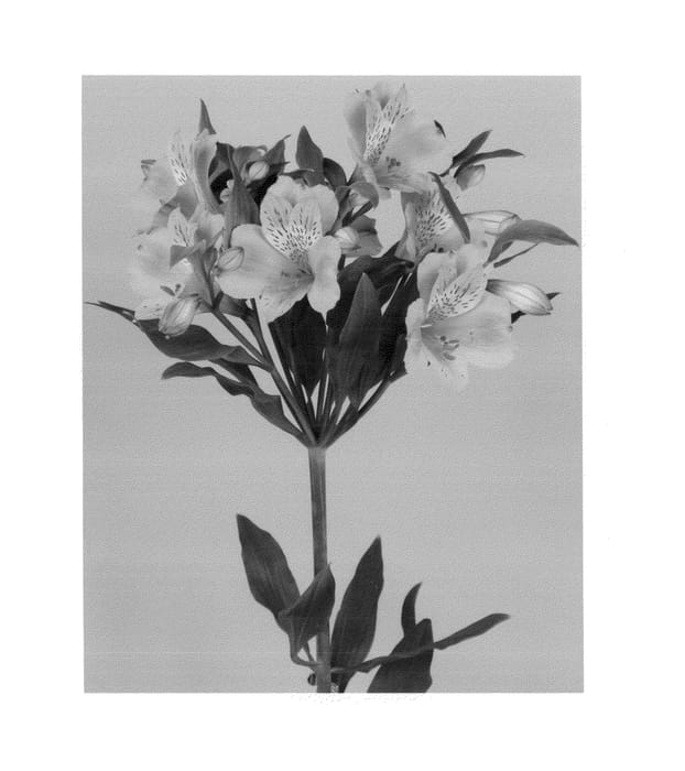 Figure 1 of US plant patent PP26135, the photograph of Zalsaros printed in the patent.