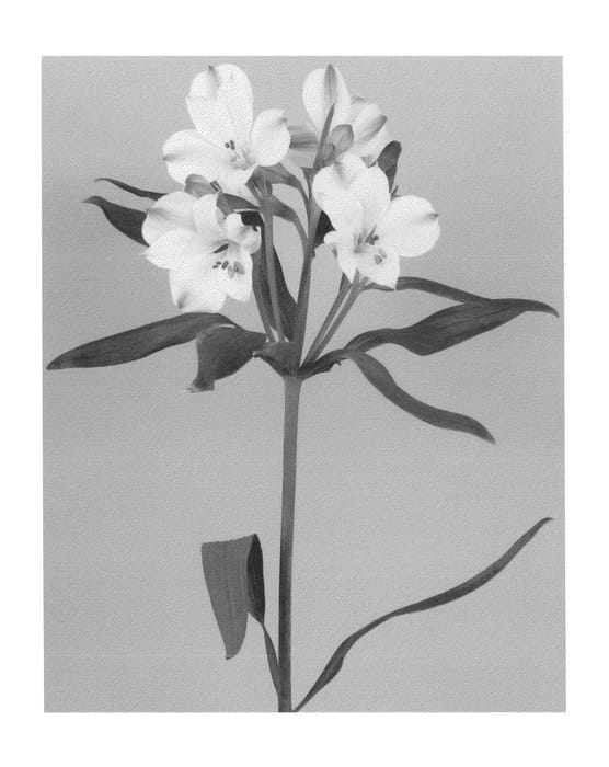 Figure 1 of US plant patent PP26137, the photograph of Zalsatha printed in the patent.