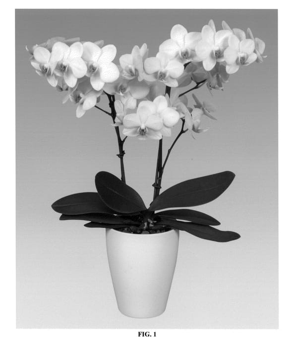 Figure 1 of US plant patent PP26138, the photograph of PHALCUWIM printed in the patent.