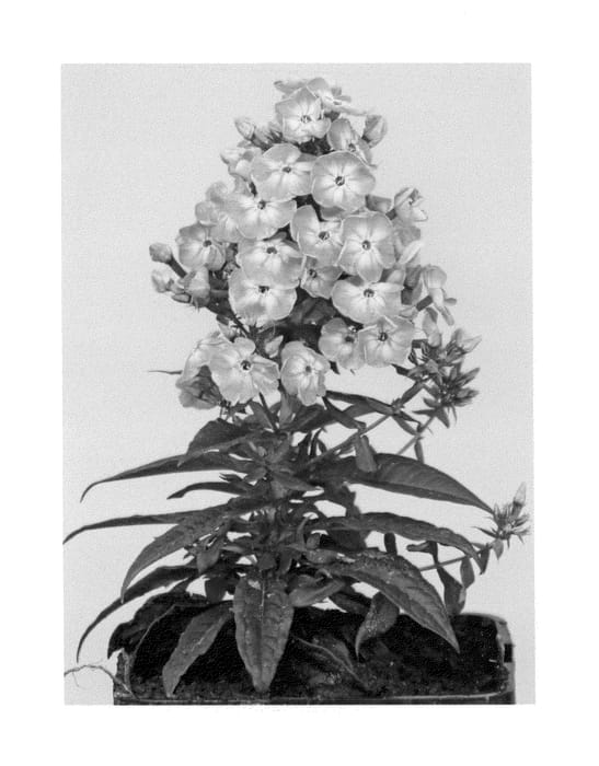Figure 1 of US plant patent PP26139, the photograph of Versoldpink printed in the patent.
