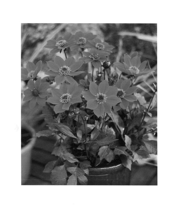 Figure 1 of US plant patent PP26140, the photograph of HDCHR23 printed in the patent.
