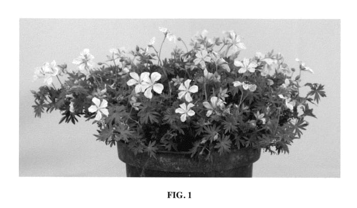 Figure 1 of US plant patent PP26141, the photograph of Pink Pouffe printed in the patent.