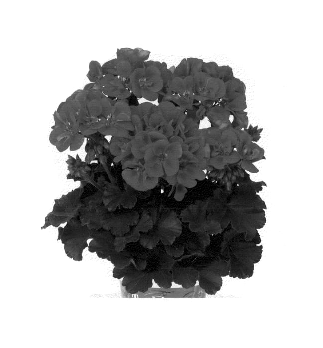 Figure 1 of US plant patent PP26142, the photograph of Duetemezle printed in the patent.