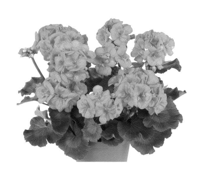Figure 1 of US plant patent PP26143, the photograph of Duevico13 printed in the patent.