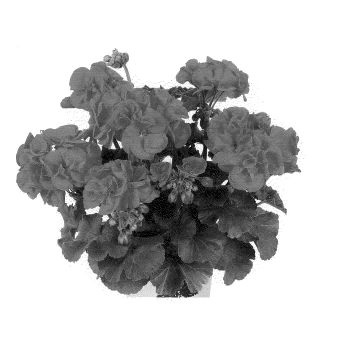 Figure 1 of US plant patent PP26144, the photograph of Duesaoran printed in the patent.