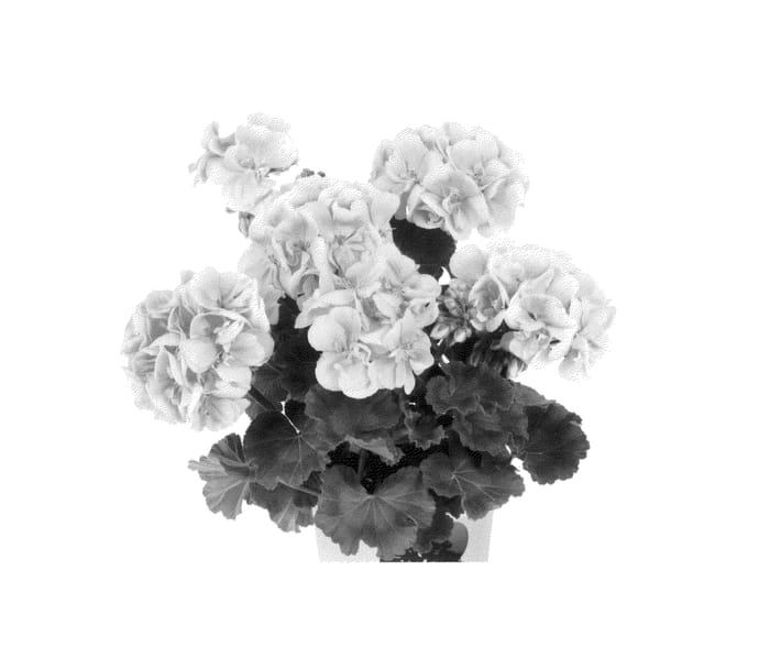 Figure 1 of US plant patent PP26145, the photograph of Duesalisal printed in the patent.