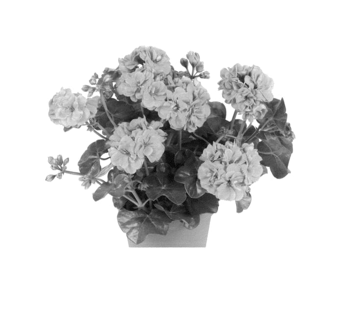 Figure 1 of US plant patent PP26146, the photograph of Duegboflav printed in the patent.