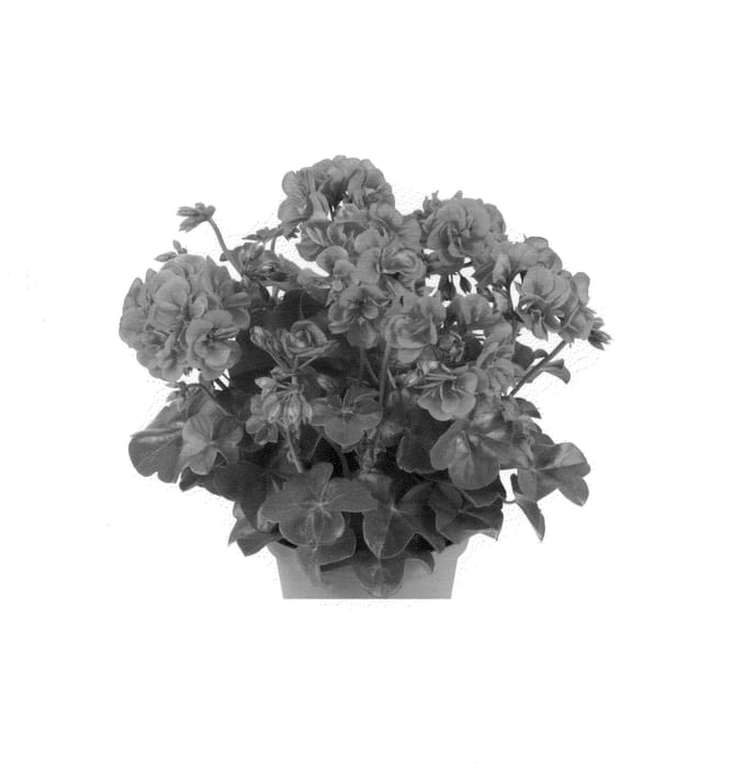 Figure 1 of US plant patent PP26147, the photograph of Duegbofble printed in the patent.