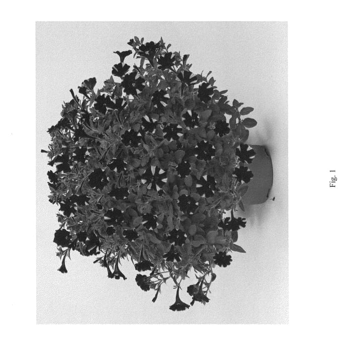 Figure 1 of US plant patent PP26148, the photograph of DLITT299 printed in the patent.