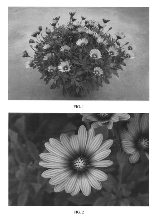 Figure 1 of US plant patent PP26149, the photograph of SAKOST8340 printed in the patent.