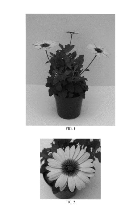 Figure 1 of US plant patent PP26150, the photograph of Balostlueye printed in the patent.