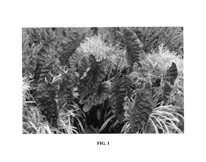 Figure 1 of US plant patent PP26151, the photograph of Black Ripple printed in the patent.