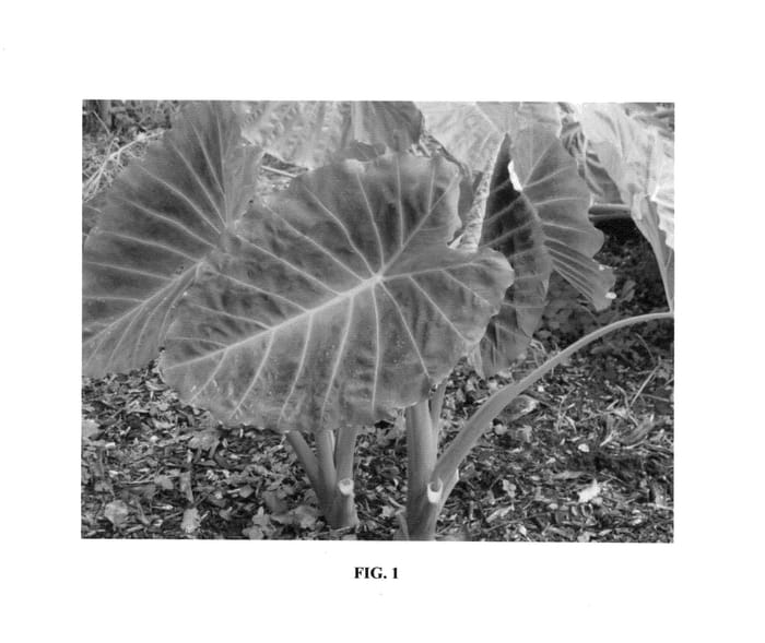 Figure 1 of US plant patent PP26152, the photograph of Imperial Gigante printed in the patent.