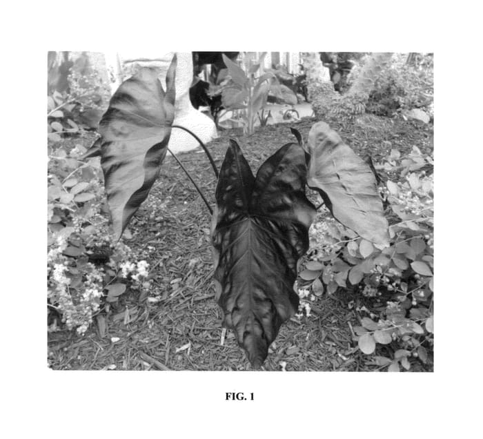 Figure 1 of US plant patent PP26153, the photograph of Electric Blue Gecko printed in the patent.
