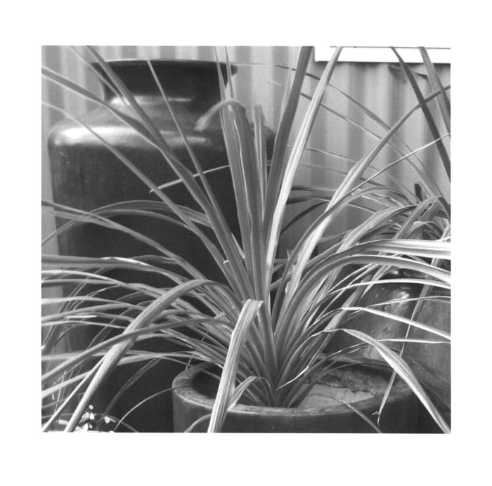 Figure 1 of US plant patent PP26154, the photograph of Salsa printed in the patent.