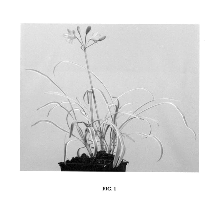 Figure 1 of US plant patent PP26155, the photograph of Golden Drop printed in the patent.