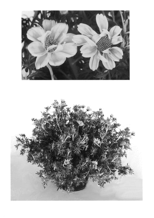 Figure 1 of US plant patent PP26156, the photograph of TOP BID 11904 printed in the patent.