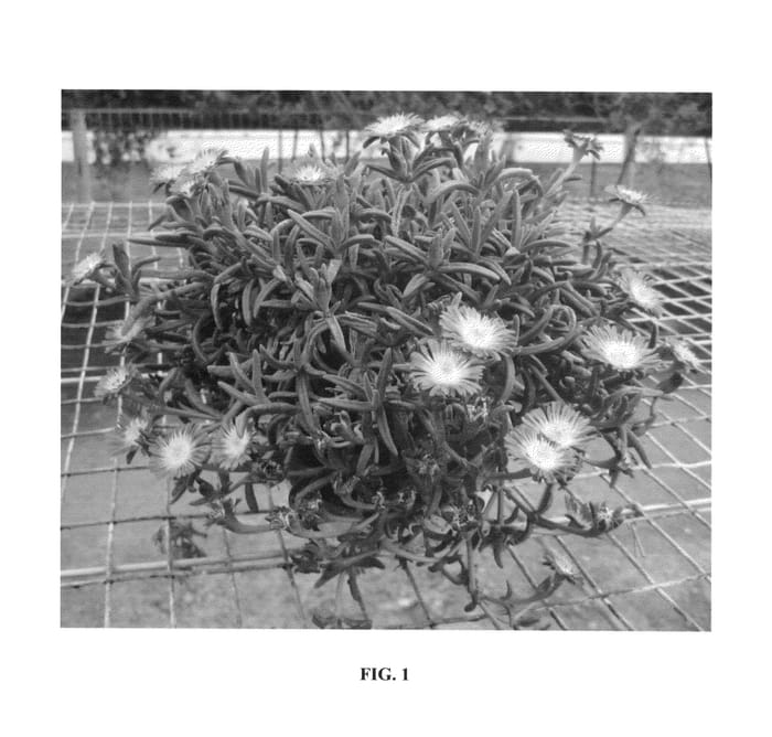 Figure 1 of US plant patent PP26157, the photograph of WOWDRY1 printed in the patent.