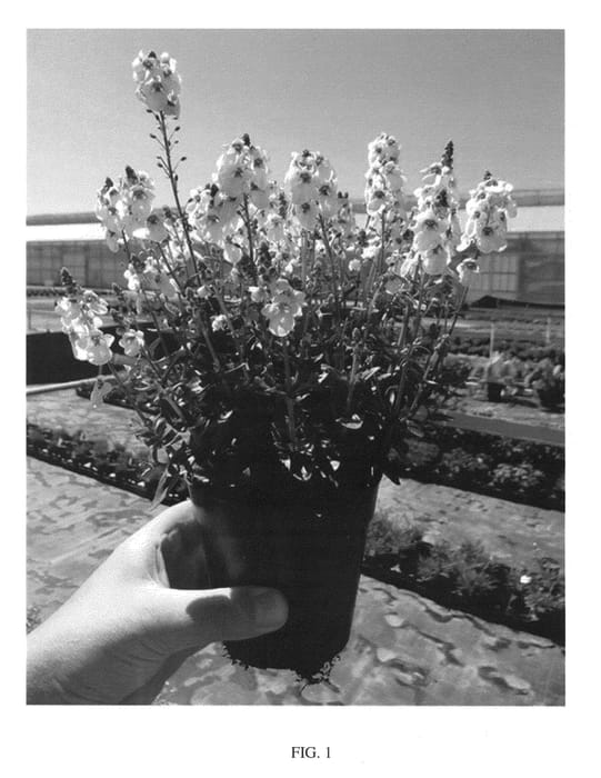 Figure 1 of US plant patent PP26158, the photograph of Aurora Cherry Blossom printed in the patent.