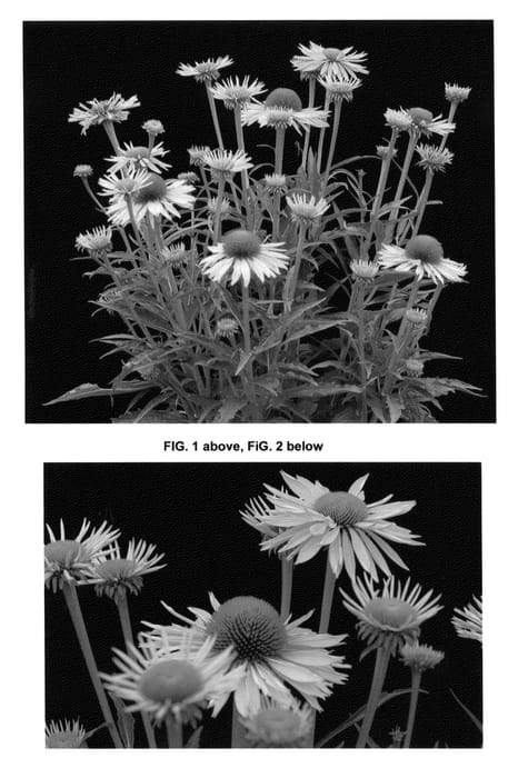 Figure 1 of US plant patent PP26159, the photograph of Big Kahuna printed in the patent.