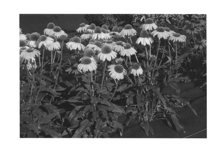 Figure 1 of US plant patent PP26160, the photograph of Dixie Sun printed in the patent.